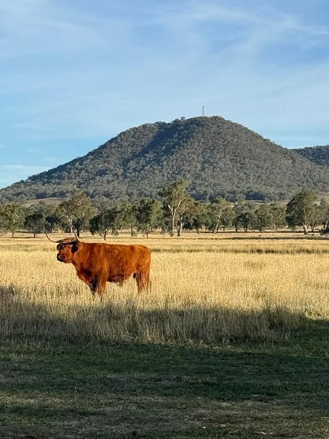 Highland bull in a mountain paddock.