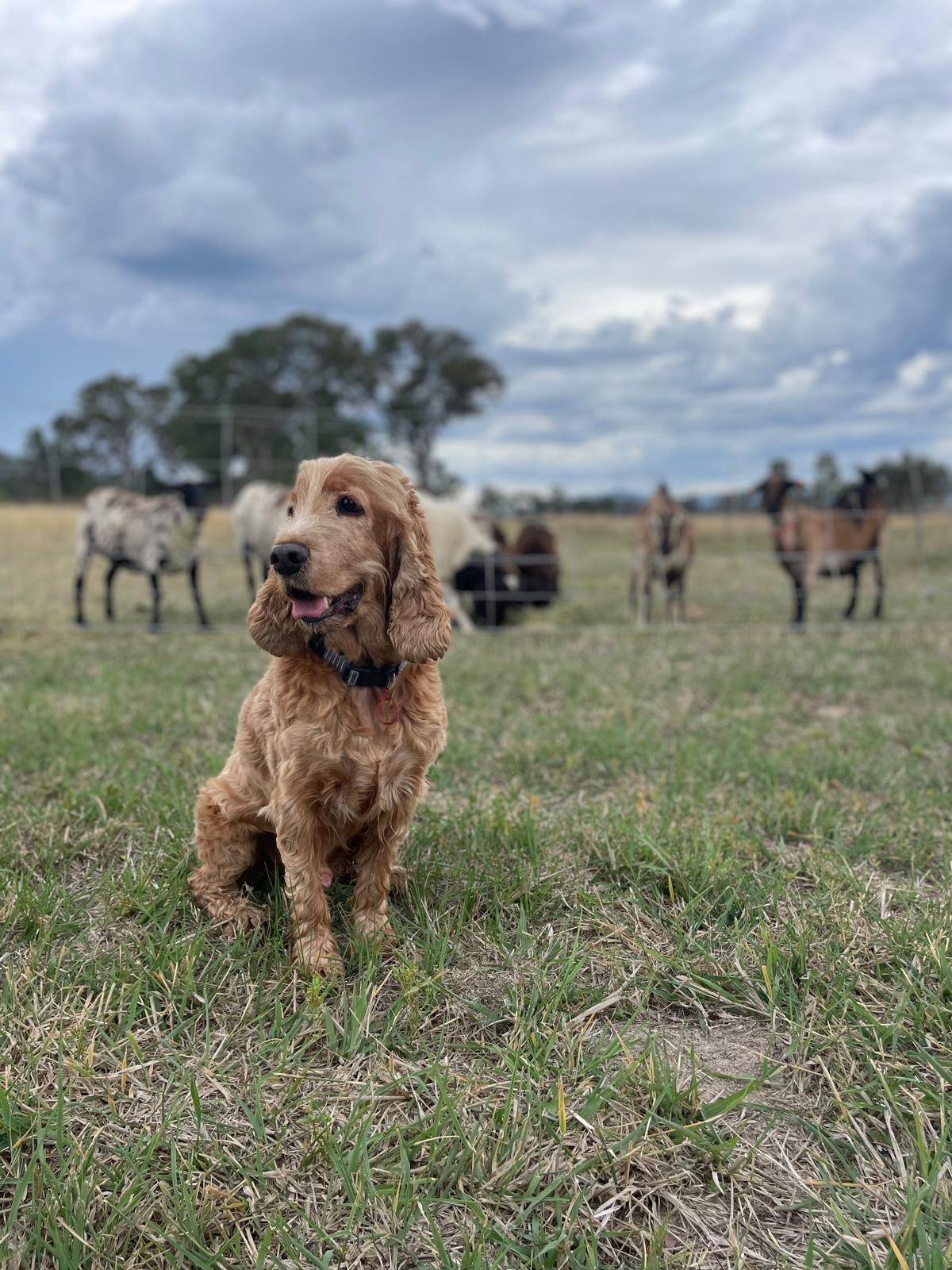 Happy farm dog with animals in the paddock behind it.
