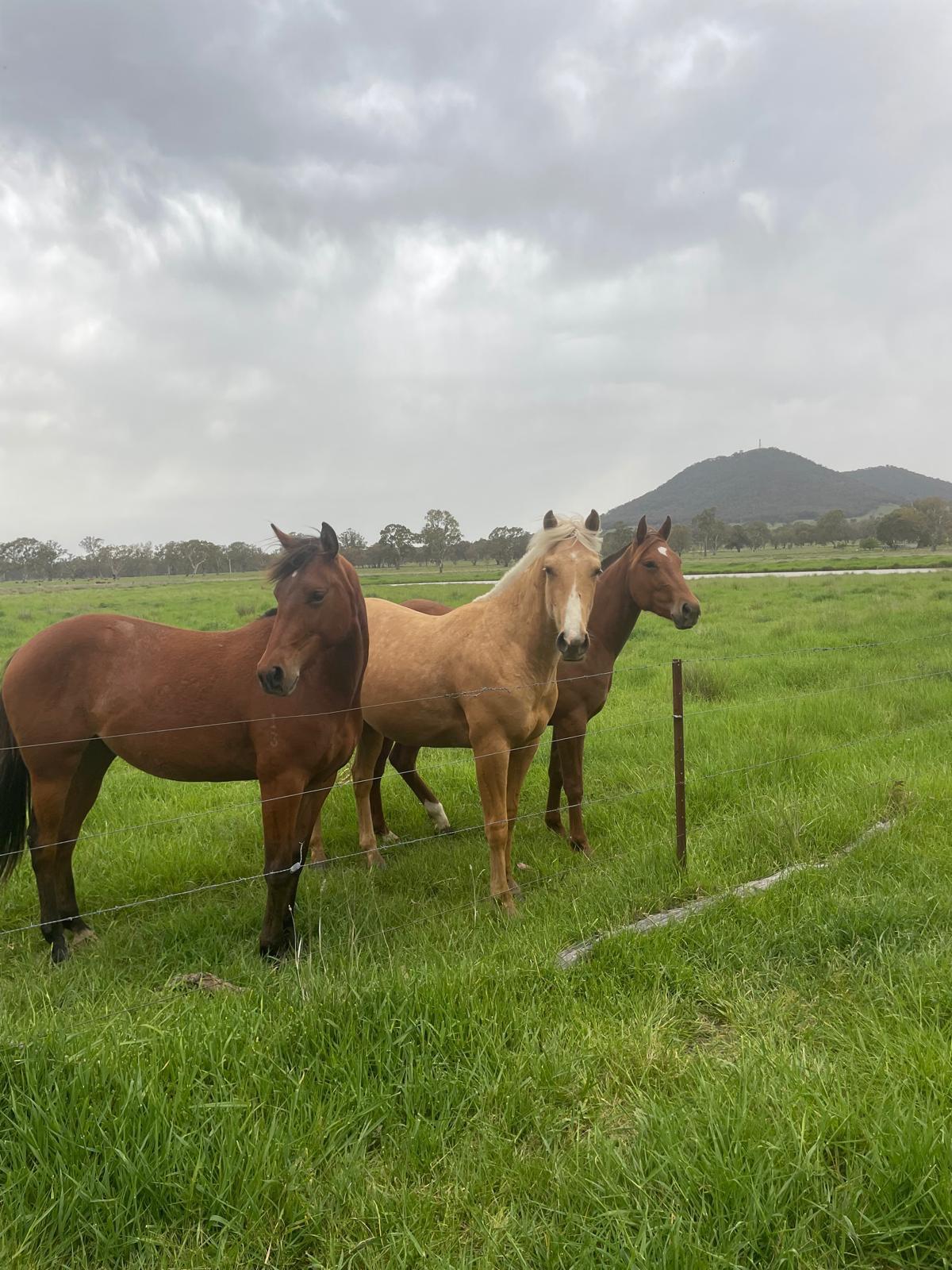 Three horses in a green paddock near the hills.