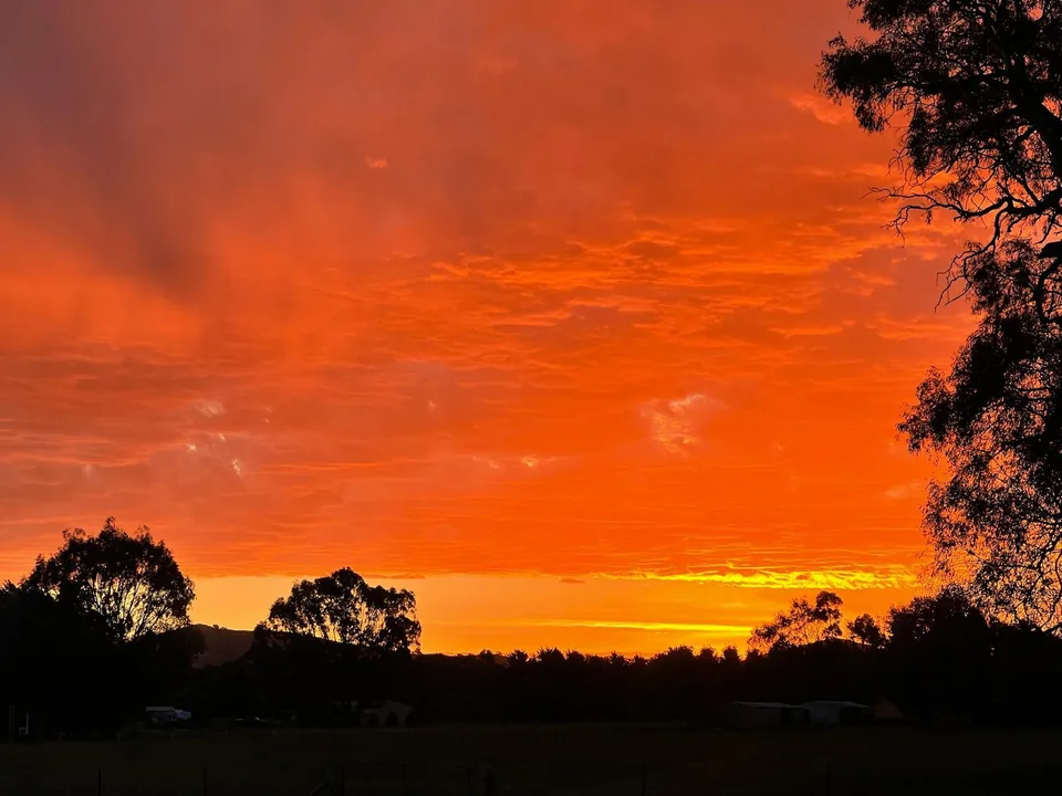 Brilliant orange sunset behind farm trees.