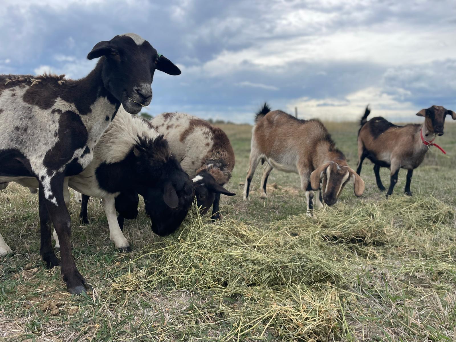 Sheep and goats feeding together in a paddock.