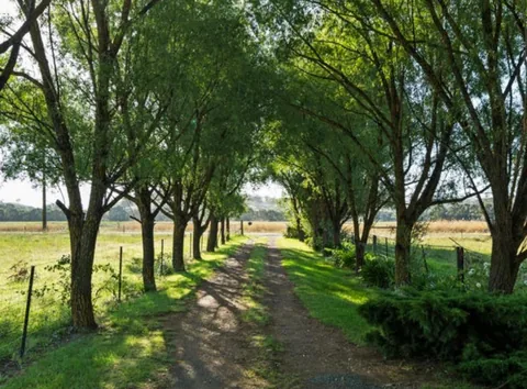 Sunlit tree-lined farm driveway.